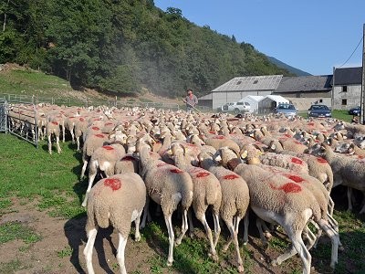 Etape du berger ferme a