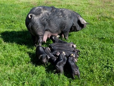 Etape du berger ferme b