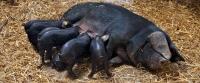 Porc noir et petits